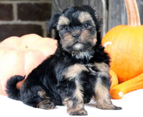 Tennessee Shorkie