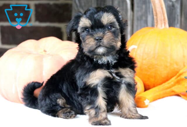 Cute Shorkie puppy with silky black and tan fur sitting in front of pumpkins, posing sweetly with a tiny white patch on its chest. image