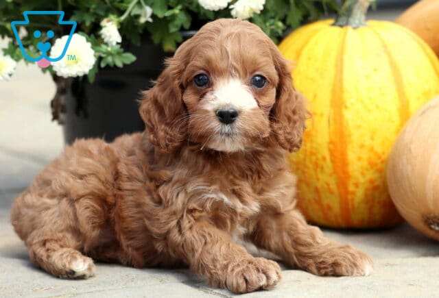 Curly-haired Cockapoo puppy with a reddish-brown coat and white muzzle lying on stone near pumpkins and flowers. image