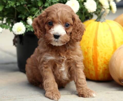 Tex Cockapoo2