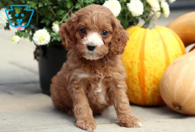 Adorable Cockapoo puppy with curly reddish-brown fur and a white muzzle sitting on stone beside pumpkins and fall flowers. image