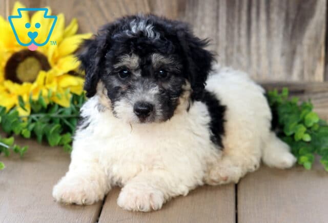 Charming Bichpoo puppy with a fluffy black and white coat and speckled gray face markings lying on a wooden deck, sunflower and greenery adding a cheerful backdrop. image