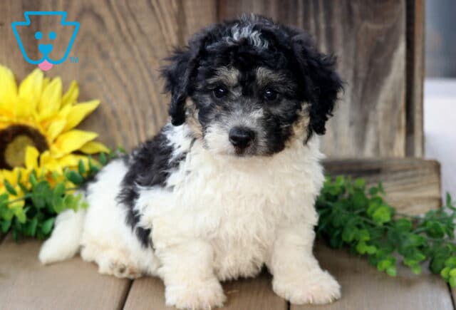 Curly-coated Bichpoo puppy with striking black, white, and gray markings sitting on a wooden deck, framed by a sunflower and leafy greenery in the background. image