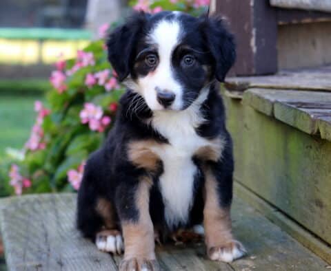 Theo Mini Australian Shepherd