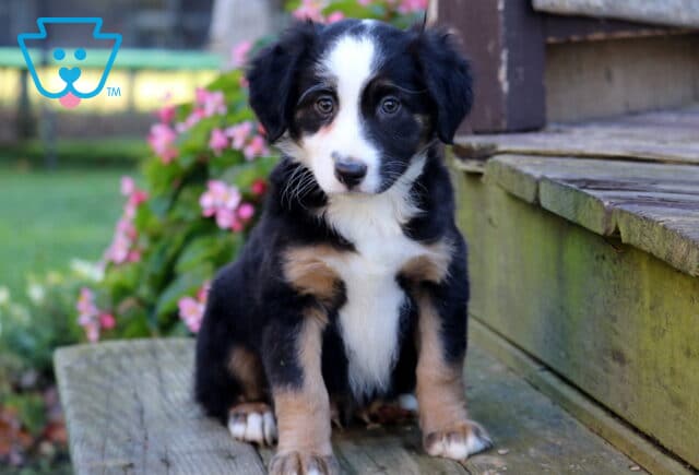 Theo Mini Australian Shepherd image