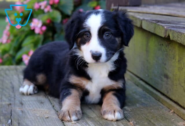Theo Mini Australian Shepherd2 image