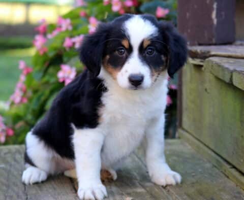 Tia Mini Australian Shepherd