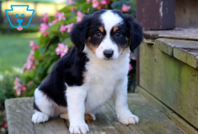 Tia Mini Australian Shepherd image