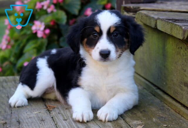 Tia Mini Australian Shepherd2 image