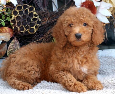 Tia Mini Goldendoodle