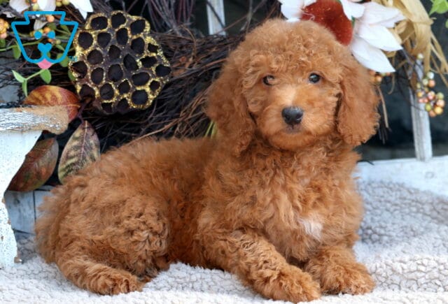 Tia Mini Goldendoodle image