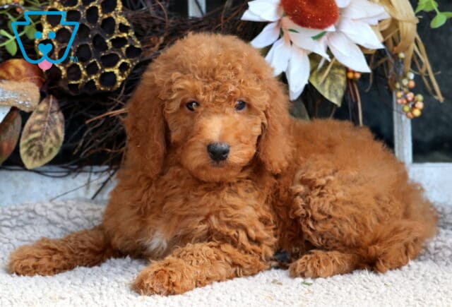 Tia Mini Goldendoodle2 image
