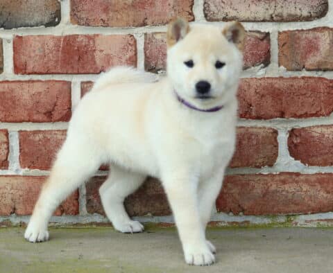 Cream Shiba Inu puppy wearing a purple collar, standing confidently with one front paw extended against a brick wall background.