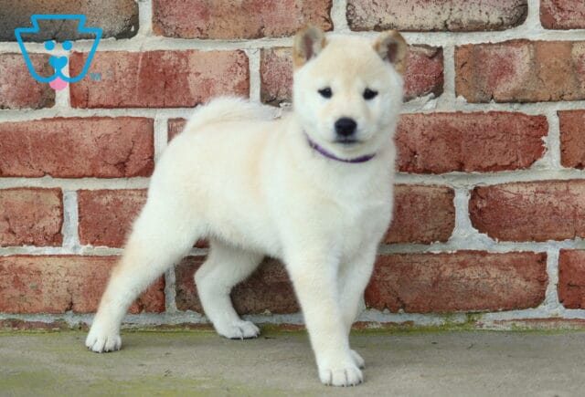 Cream Shiba Inu puppy wearing a purple collar, standing confidently with one front paw extended against a brick wall background. image