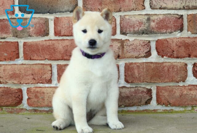 Adorable cream Shiba Inu puppy with a purple collar sitting neatly on concrete, gazing forward against a rustic brick wall. image