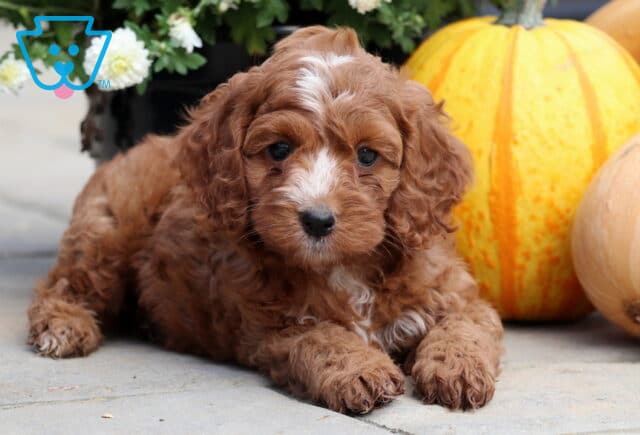 Adorable red Cockapoo puppy with curly fur and a small white patch on its chest and nose, lying on stone beside bright fall pumpkins and mums. image