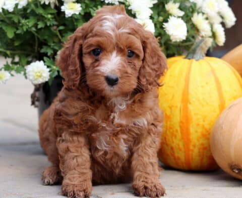 Tiger Cockapoo2