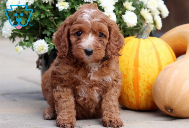 Fluffy red Cockapoo puppy with curly fur and a white blaze on its face, sitting on stone beside pumpkins and white mums. image