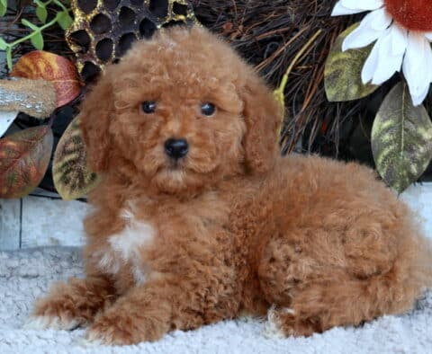 Tiger Mini Goldendoodle