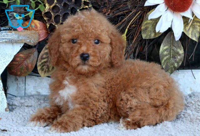 Tiger Mini Goldendoodle image