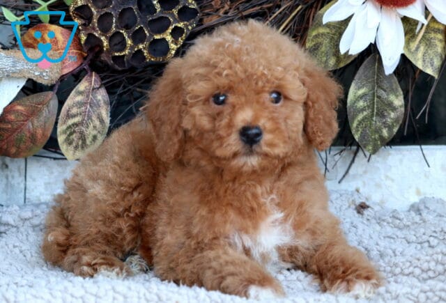 Tiger Mini Goldendoodle2 image