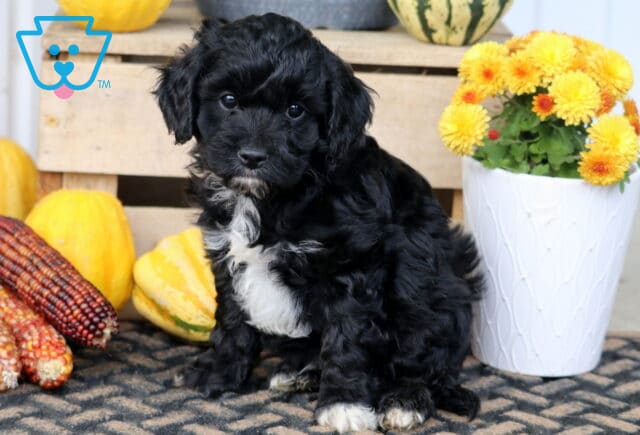 Tike Cavapoo image