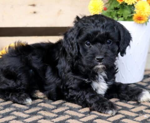 Tike Cavapoo2 Tike Cavapoo2