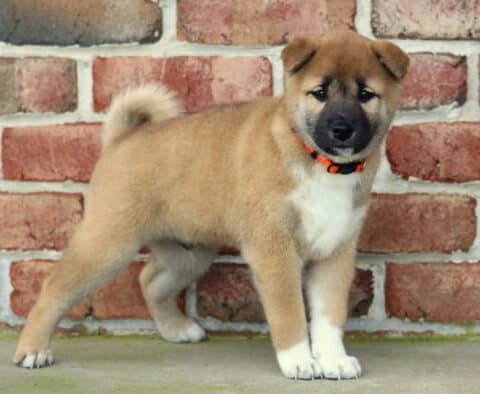 Alert Shiba Inu puppy with a fluffy tan coat, curled tail, and black facial markings standing confidently in front of a brick wall.