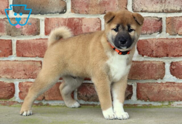 Alert Shiba Inu puppy with a fluffy tan coat, curled tail, and black facial markings standing confidently in front of a brick wall. image