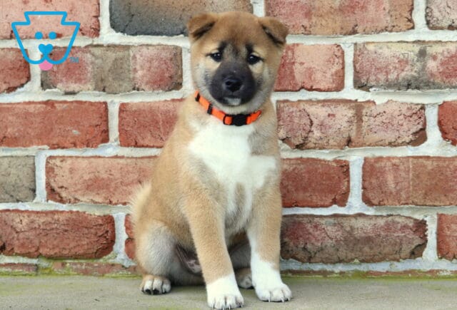 Sweet Shiba Inu puppy with a tan coat, black facial mask, and white chest sitting calmly in front of a brick wall with an orange collar. image