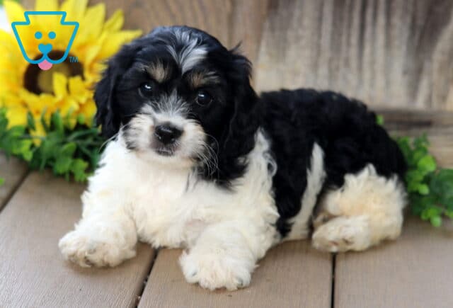 Adorable black and white Cavachon puppy with soft, curly fur and tan highlights on its face lying on a wooden deck beside a sunflower and greenery. image