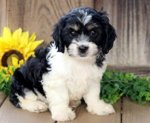 Fluffy black and white Cavachon puppy with tan accents on its face sitting upright on a wooden deck, looking sweetly at the camera with a sunflower and greenery in the background.