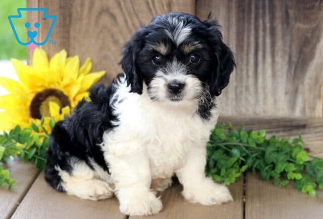 Fluffy black and white Cavachon puppy with tan accents on its face sitting upright on a wooden deck, looking sweetly at the camera with a sunflower and greenery in the background. image