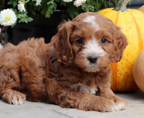 Toby Cockapoo