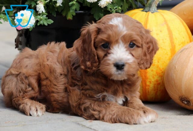 Cute Cockapoo puppy with reddish-brown fur and a white blaze on its face lying on stone next to pumpkins and white flowers. image