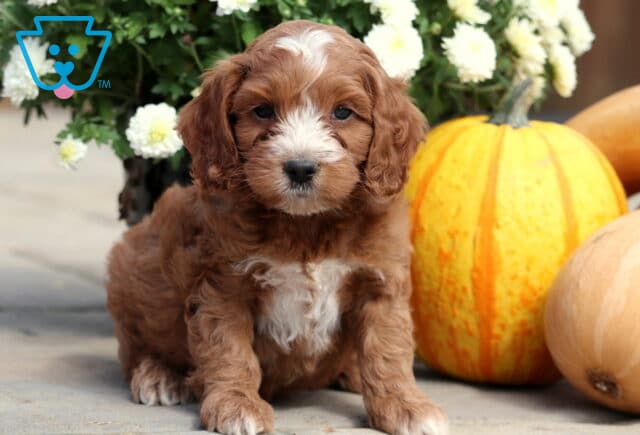 Fluffy Cockapoo puppy with reddish-brown curls and a white chest marking sitting in front of pumpkins and flowers. image