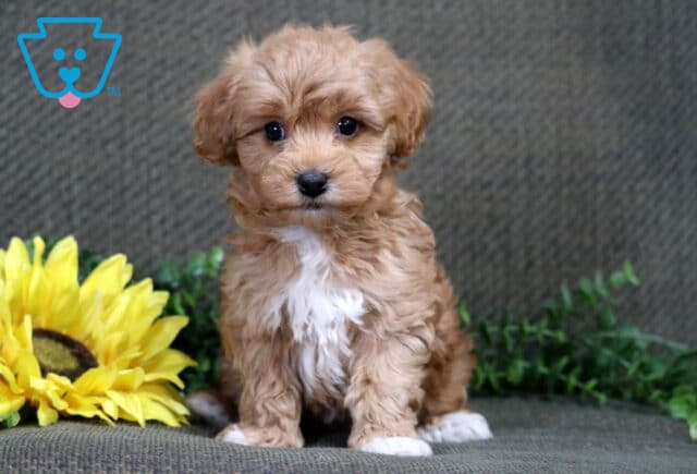 Toby Havapoo image