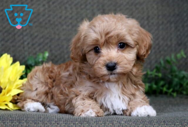 Toby Havapoo2 image