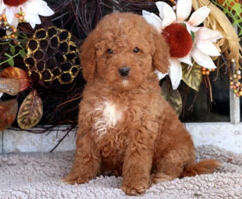 Toby Mini Goldendoodle