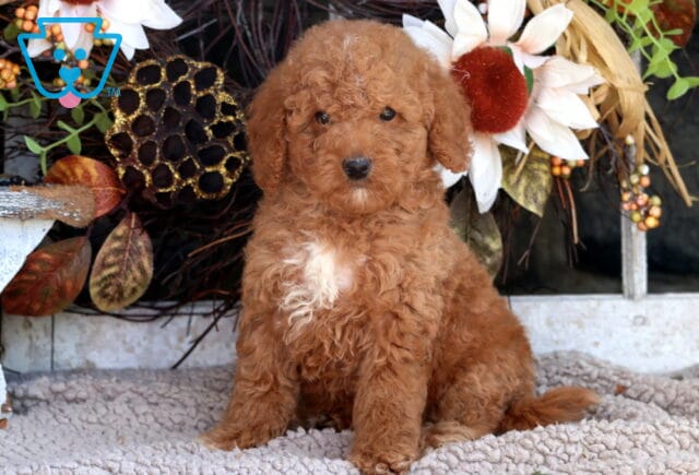 Toby Mini Goldendoodle image