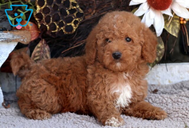 Toby Mini Goldendoodle2 image