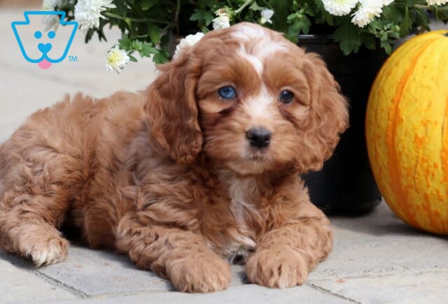 Cockapoo puppy with curly reddish-brown fur, white markings, and one striking blue eye lying near pumpkins and white mums. image