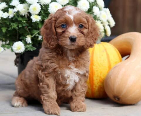 Tootsie Cockapoo2