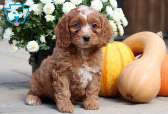 Reddish-brown Cockapoo puppy with curly fur, a white chest patch, and one blue eye sitting near pumpkins and white flowers. image