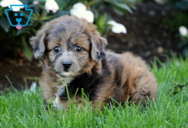 Tootsie Mini Aussiedoodle image