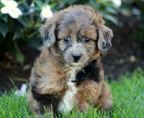 Tootsie Mini Aussiedoodle2