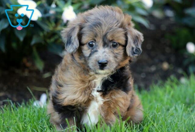 Tootsie Mini Aussiedoodle2 image