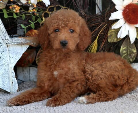 Tootsie Mini Goldendoodle
