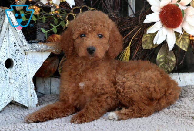 Sweet Mini Goldendoodle puppy with a curly apricot coat and small white chest marking lying on a plush rug beside rustic fall-themed decorations and a white wooden star. image