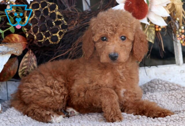 Adorable Mini Goldendoodle puppy with a fluffy apricot coat and dark round eyes lying on a soft textured rug beside rustic fall decorations and a white flower accent. image